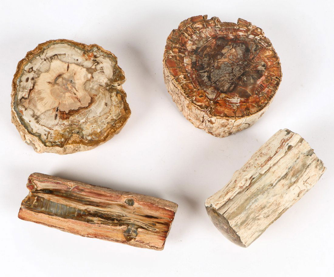 Petrified Wood Specimen Group (1 of 4)