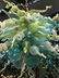 Blue, Mint and White Hand Blown Glass Chandelier - 5