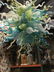 Blue, Mint and White Hand Blown Glass Chandelier - 8