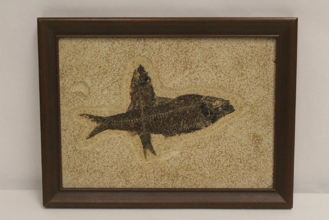 A natural fossil fish panel with certificate (1 of 10)