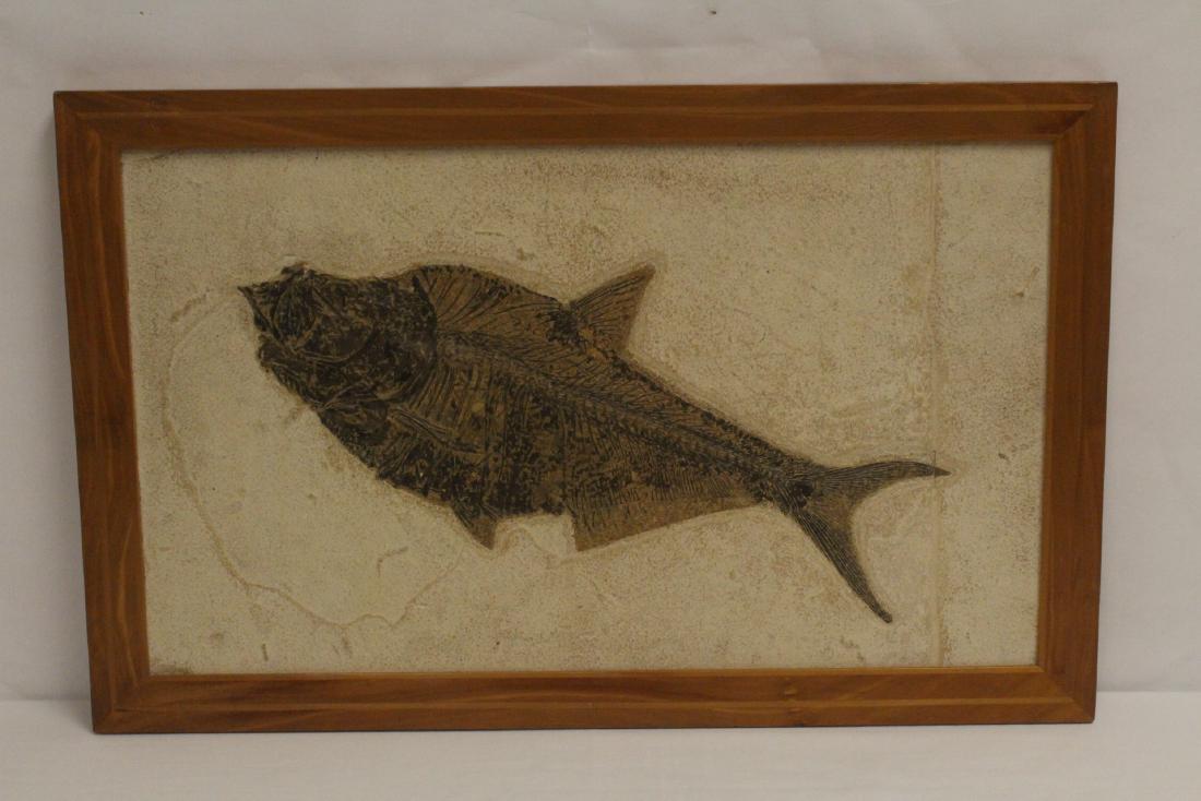 double sided fossil fish panel w/ excavator's name (1 of 10)