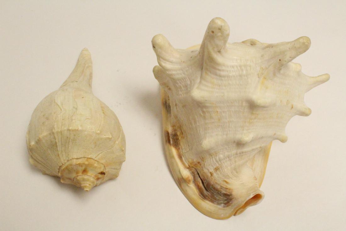 2 large shells (1 of 10)