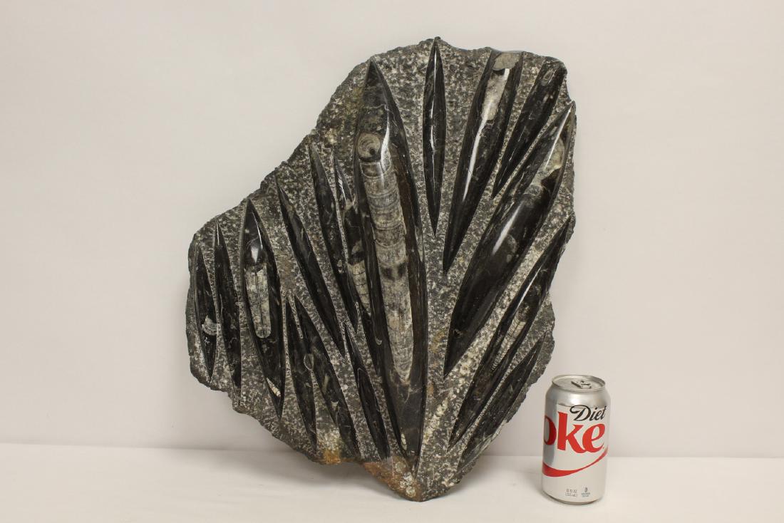 Large fossil panel (1 of 10)