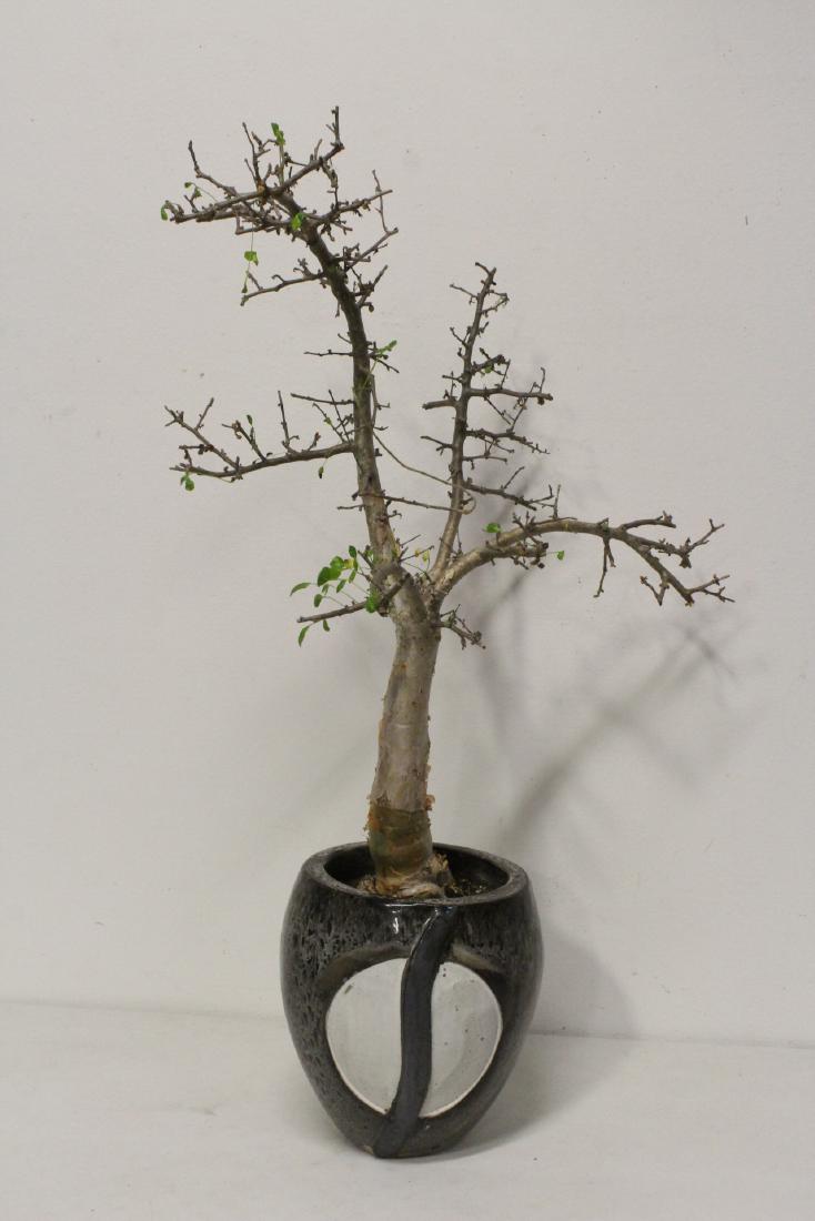 A bonsai with vintage pottery planter (1 of 11)