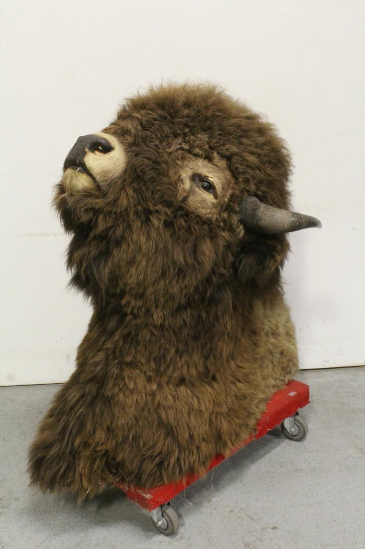 A massive taxidermy of buffalo: A massive taxidermy of buffalo, shoulder mount, 42.5"H