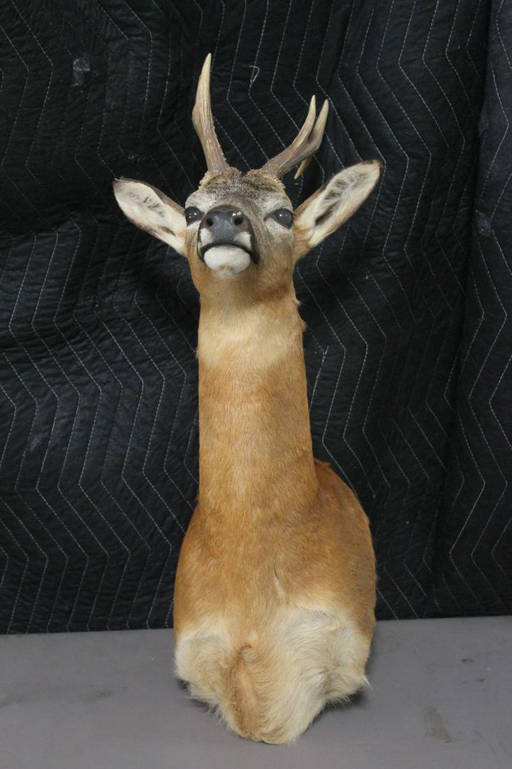 Taxidermy of mountain goat, shoulder mount (1 of 10)