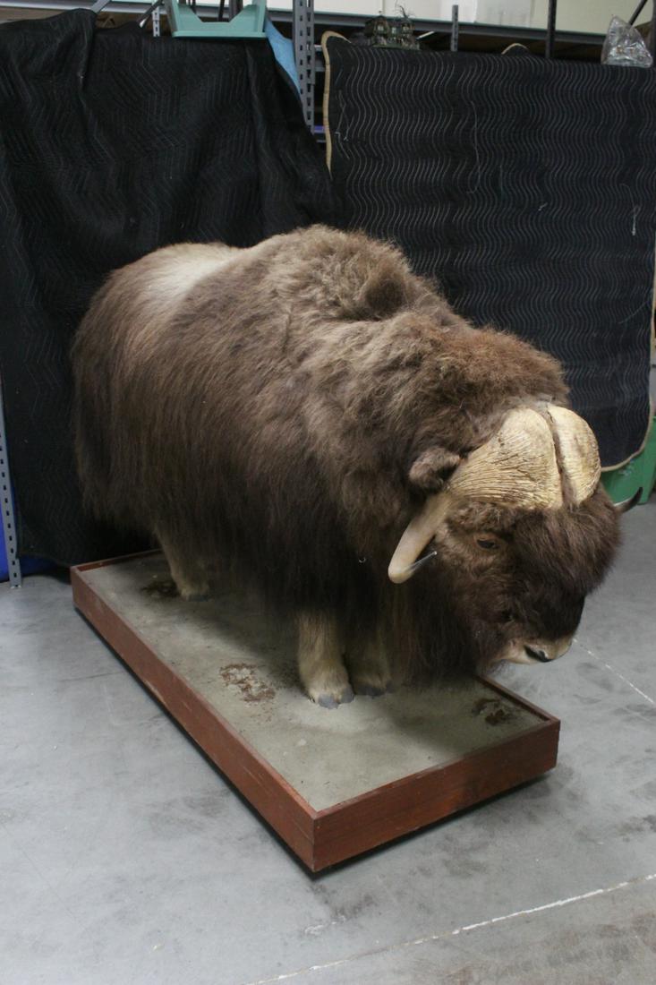 A rare full body taxidermy of musk ox (1 of 10)