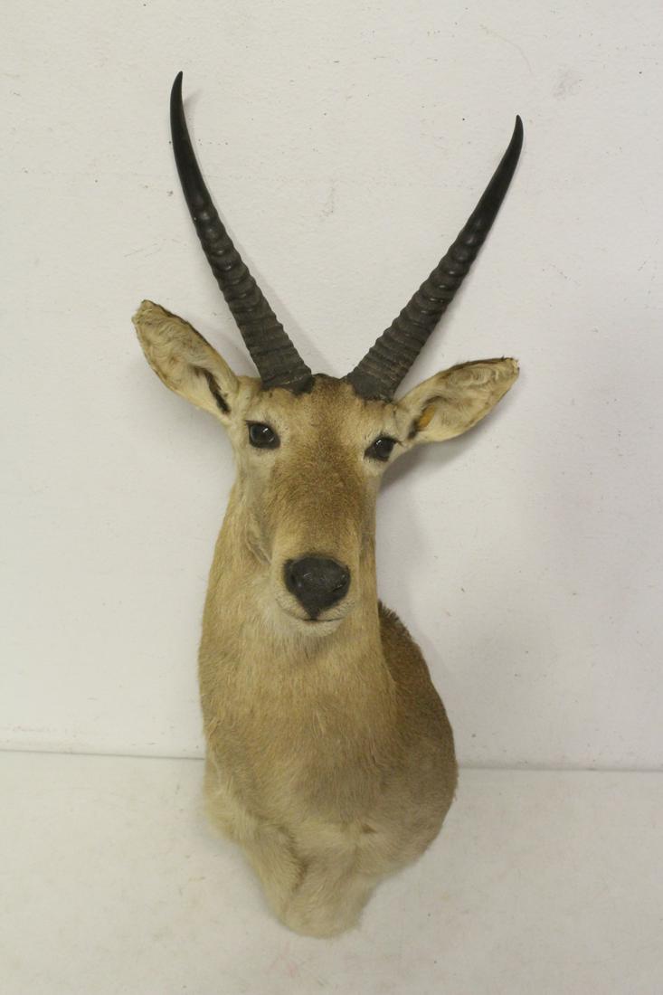 A shoulder mount taxidermy of mountain goat (1 of 9)