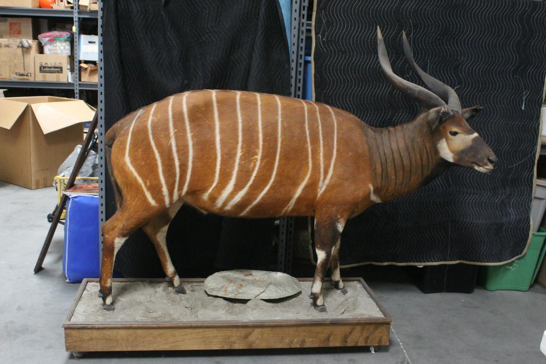 An extremely rare full body taxidermy of bongo (1 of 10)