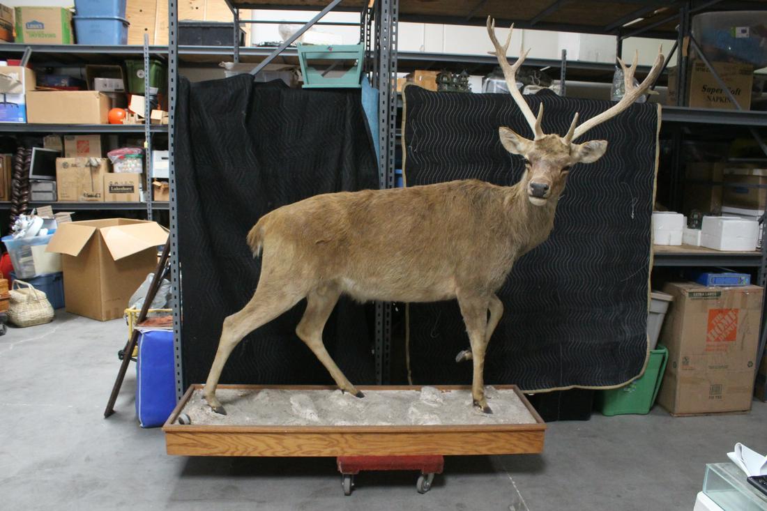 A large full body taxidermy of mountain goat (1 of 11)