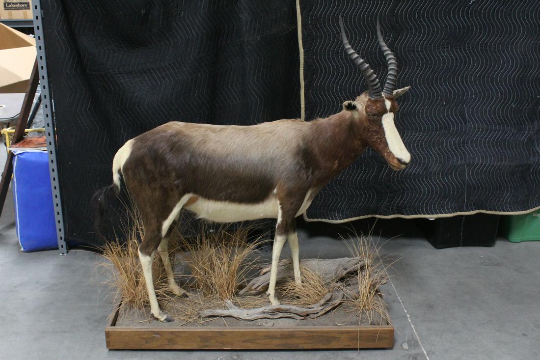 A full body taxidermy of mountain goat (1 of 10)
