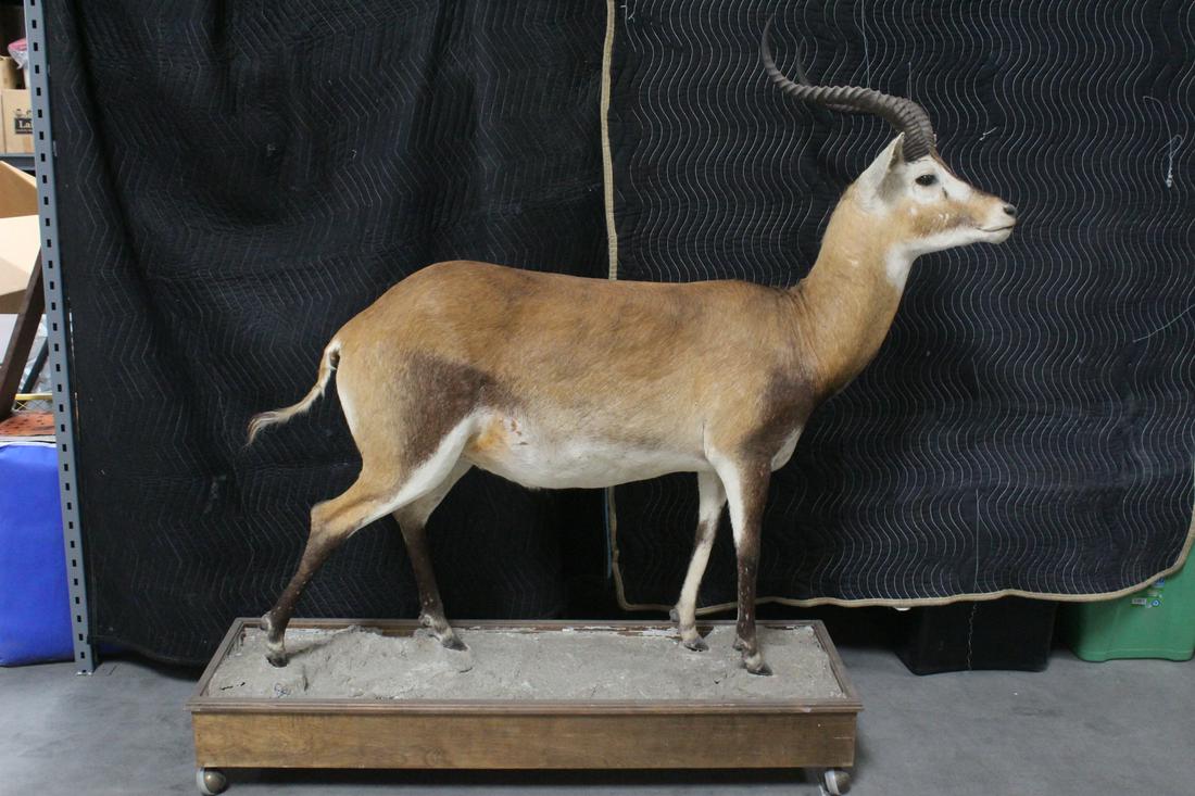 A large full body taxidermy of impala (1 of 10)