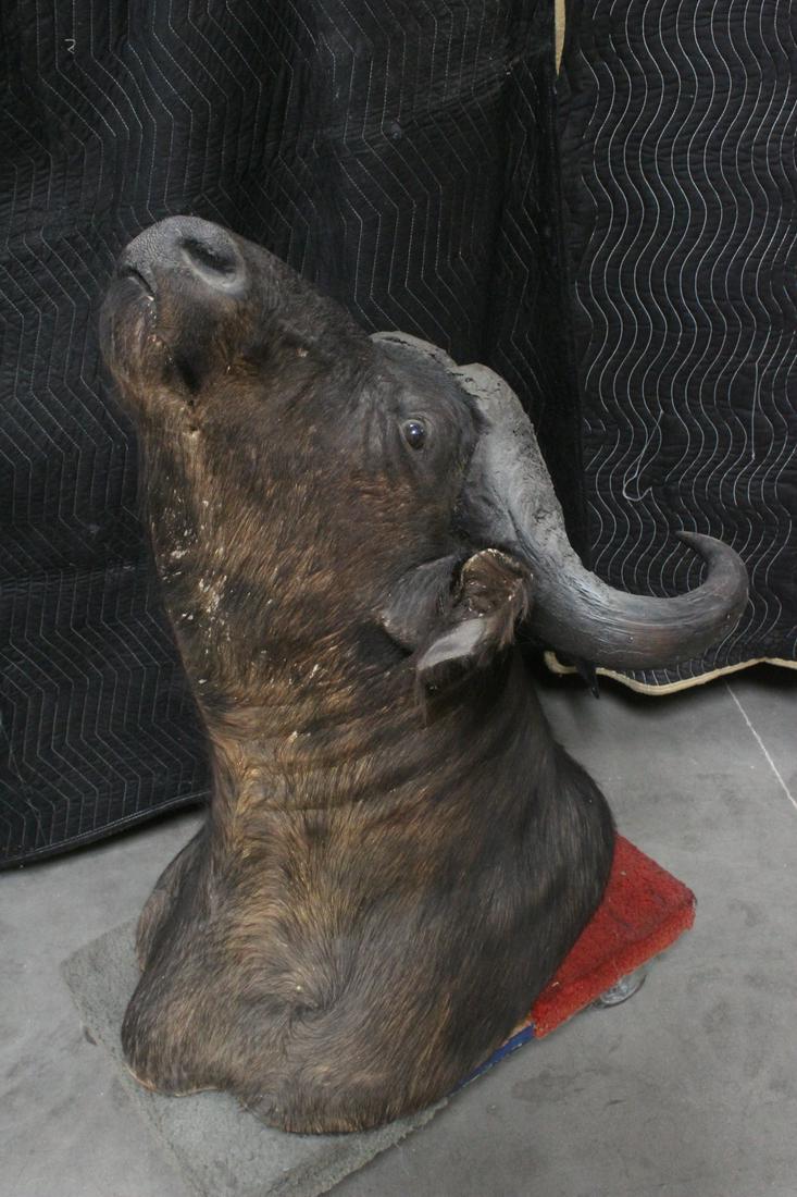 A massive shoulder mount cape buffalo taxidermy: A massive shoulder mount cape buffalo taxidermy
