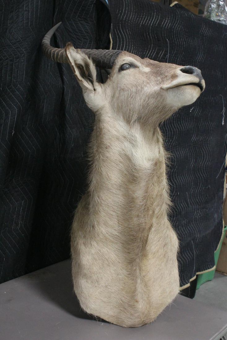 A large shoulder mount of big horn (1 of 9)