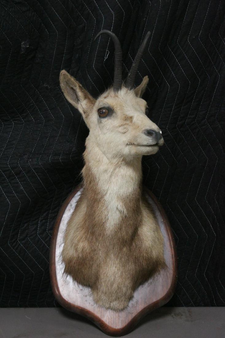 A shoulder mount taxidermy of mountain goat (1 of 10)