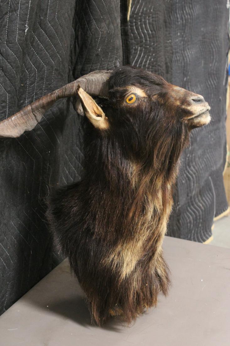 A shoulder mount taxidermy of mountain goat (1 of 10)
