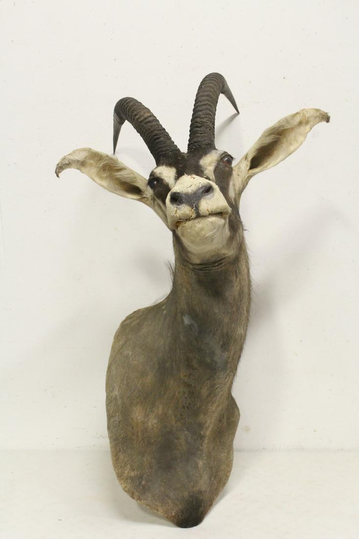 Large shoulder mount taxidermy of long horn (1 of 9)