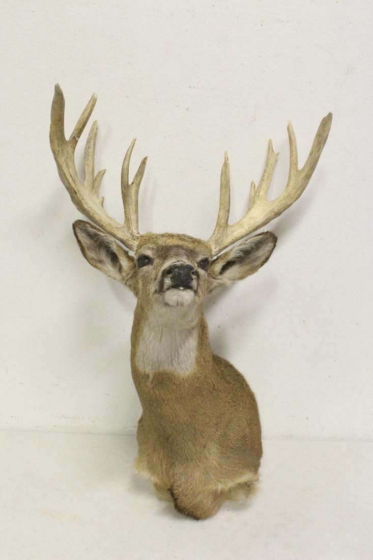 shoulder mount taxidermy of mountain goat (1 of 9)