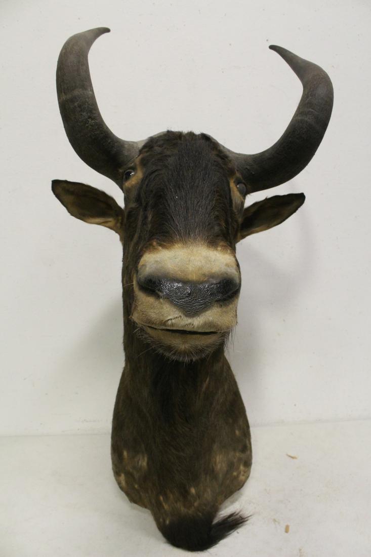 Rare should mount taxidermy of Gnu (1 of 10)