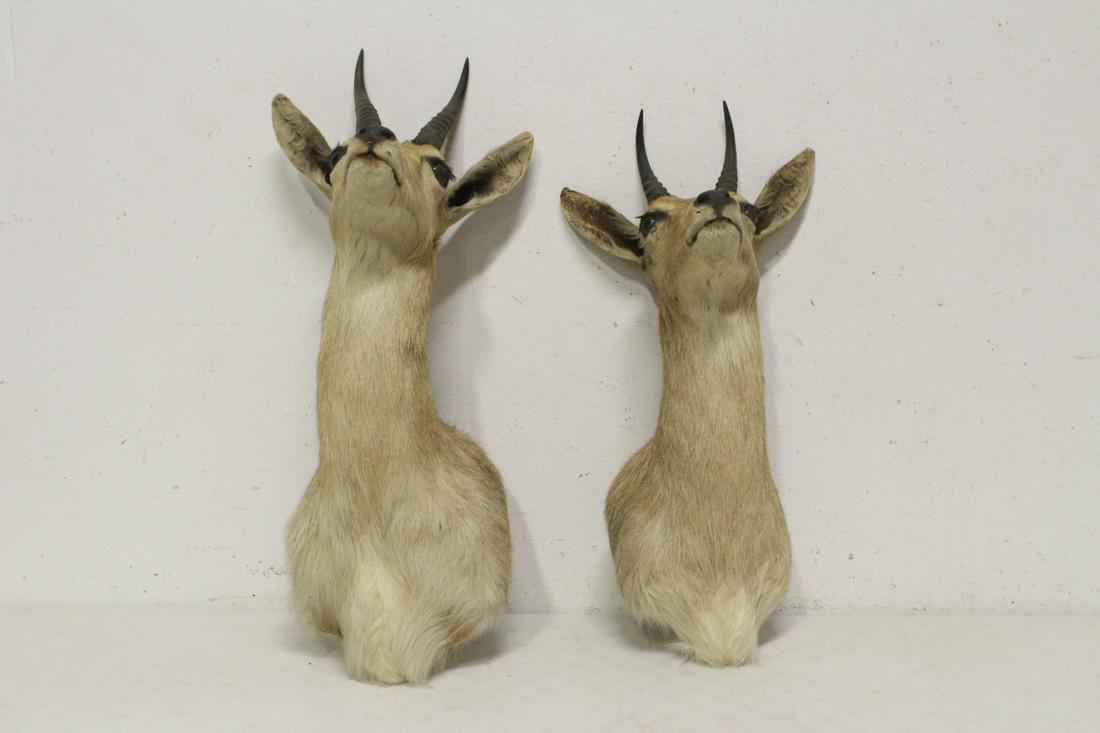 2 shoulder mount taxidermy of mountain goat (1 of 10)