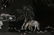 Chinese lacquer panel inlaid with mother of pearl - 6