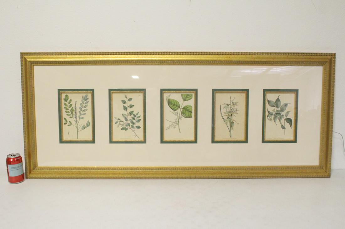 5 framed botanical etchings (1 of 10)