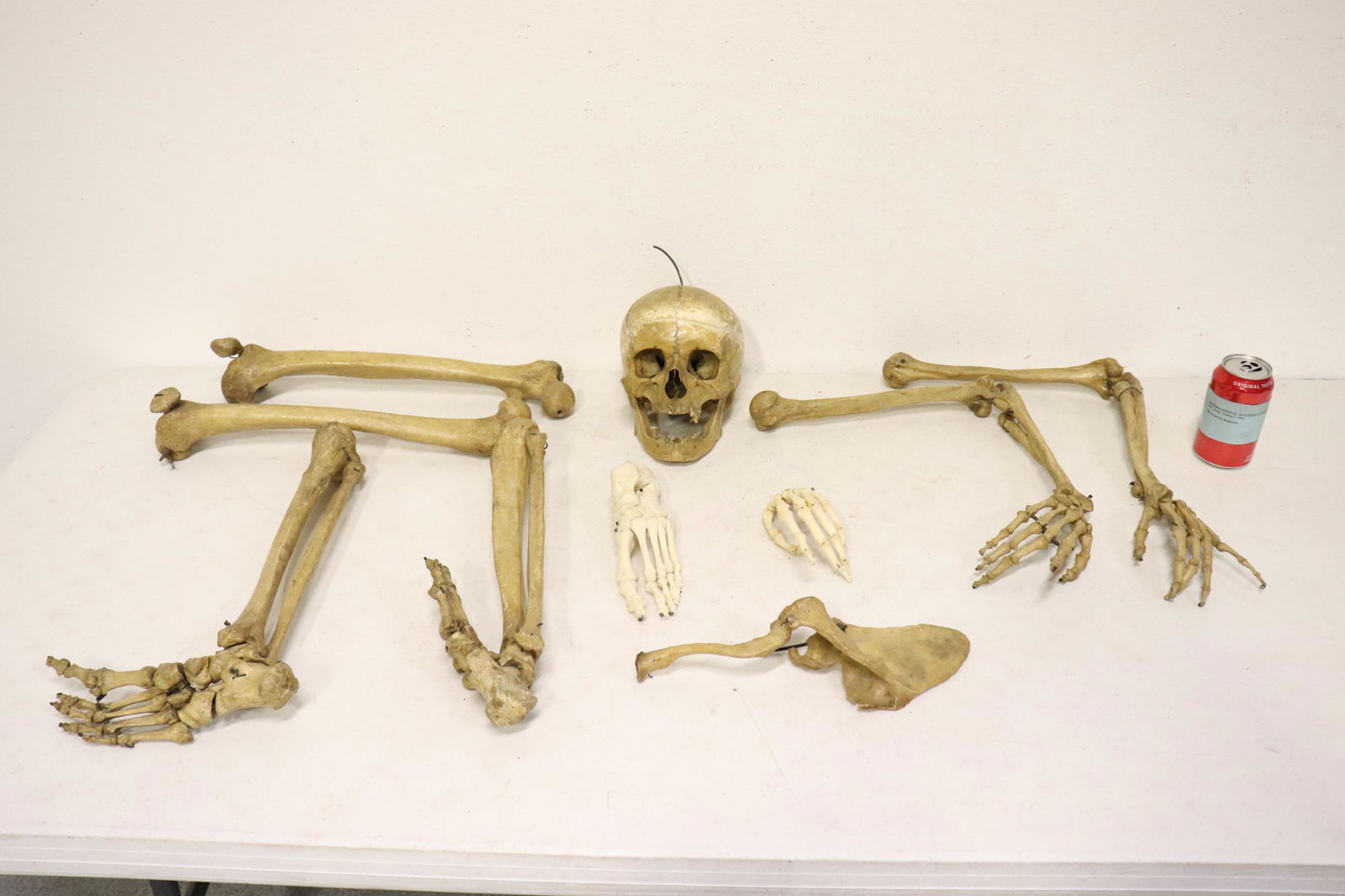 A genuine human skeleton (1 of 11)
