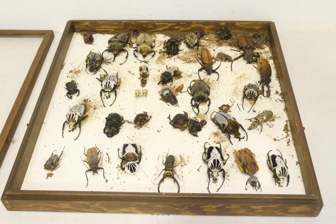 Showcase of mounted bug taxidermy specimen: Showcase of mounted bug taxidermy specimen, partial disintegrated, 25"x25"x2.8"