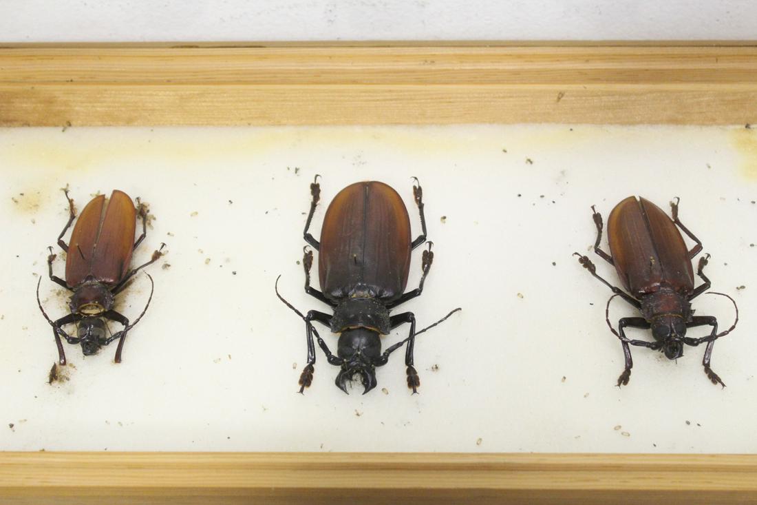 Showcase of 3 gigantic bug taxidermy specimen: Showcase of mounted 3 gigantic bug taxidermy specimen, 12.15"x24"x2.5"