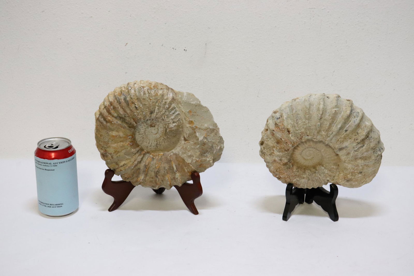 2 fossil stones (1 of 11)