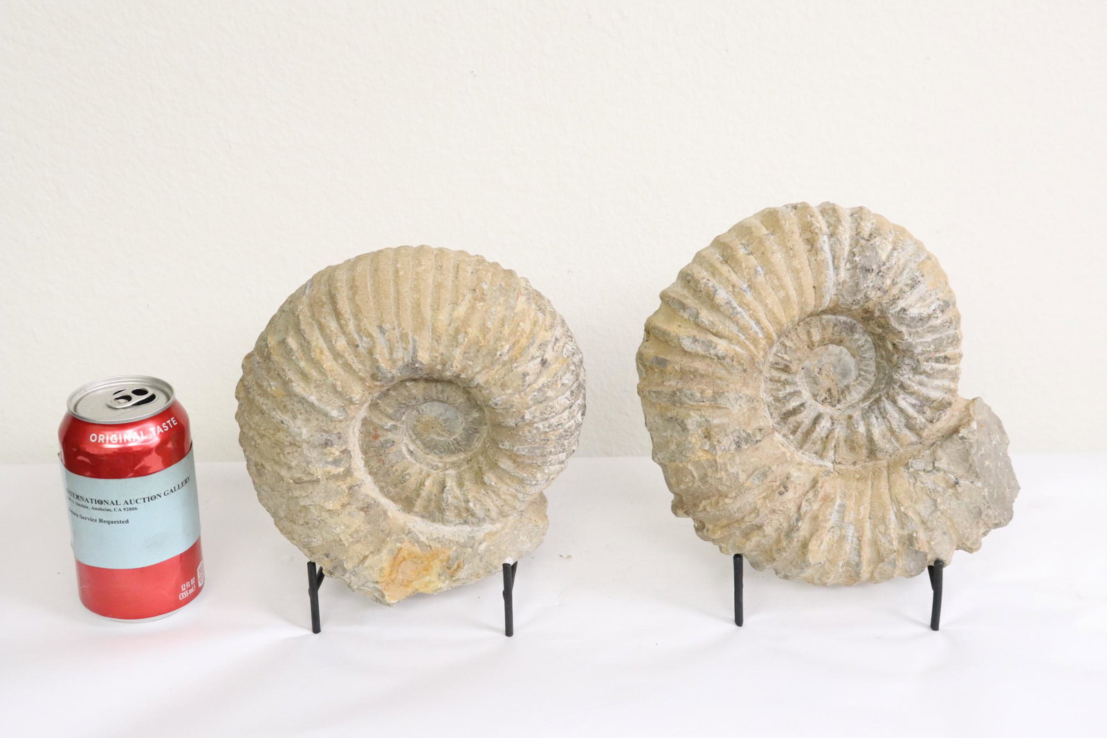 2 fossil like stones on stand (1 of 9)