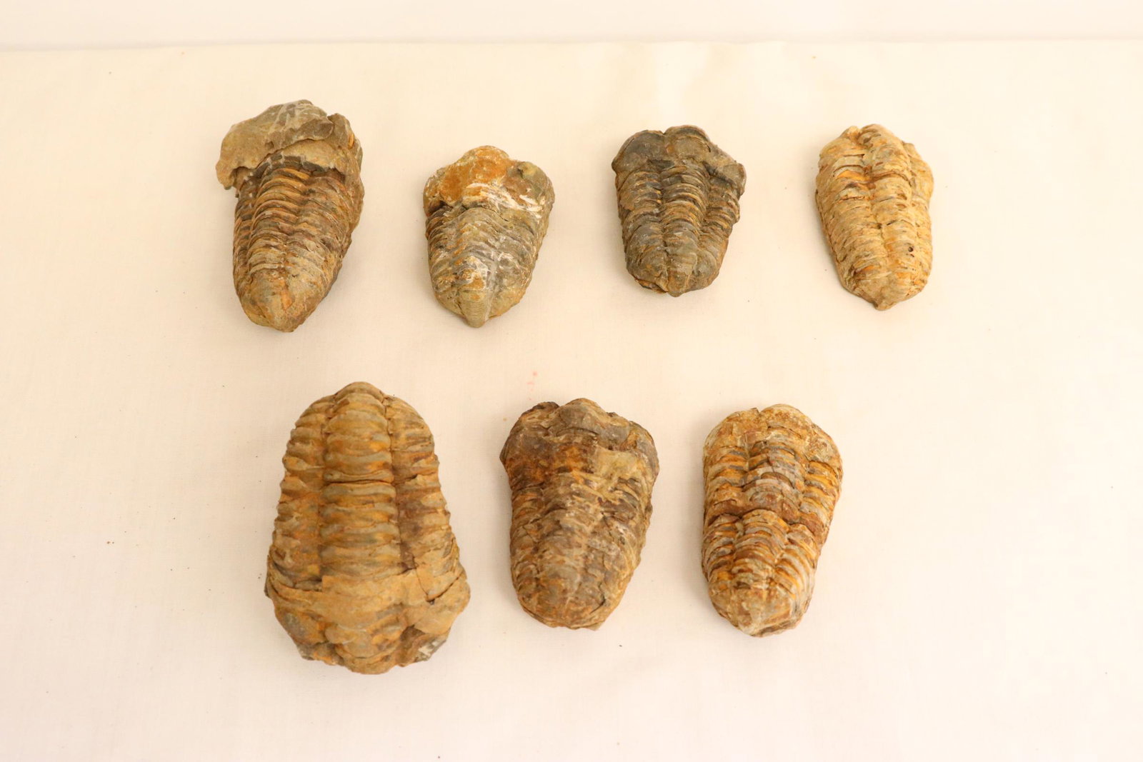 7 trilobite fossils: 7 trilobite fossils, 2.65"L - 3.4"L
