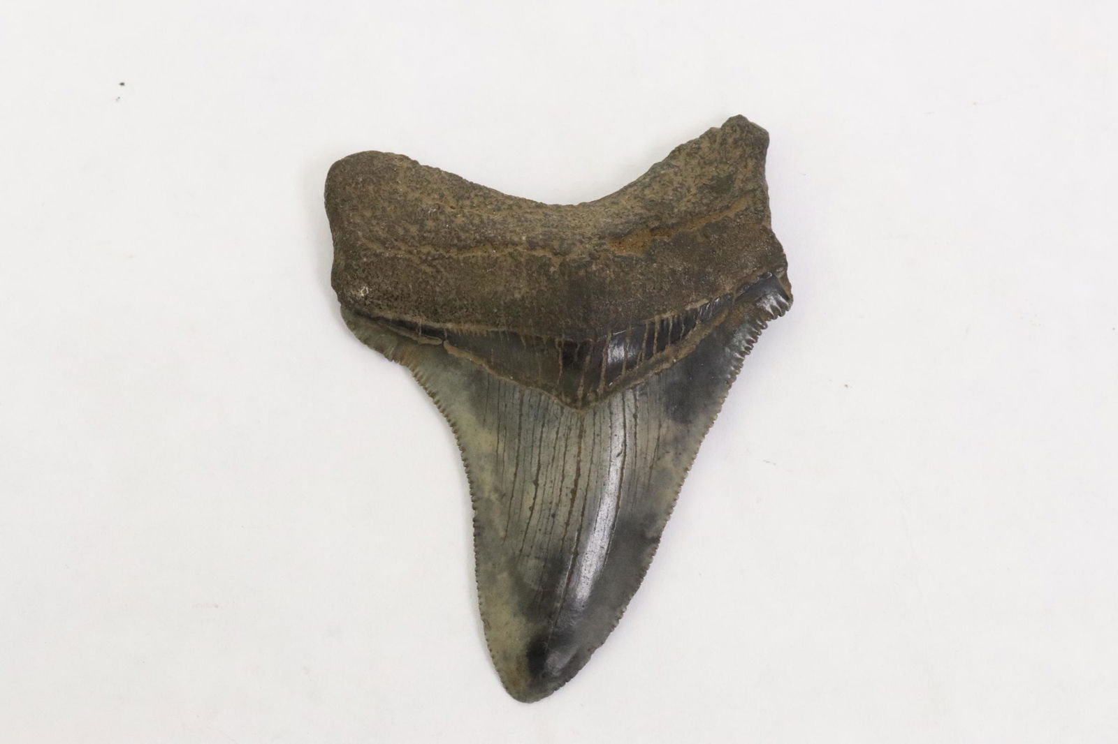 A fossil teeth/ claw(?) (1 of 7)