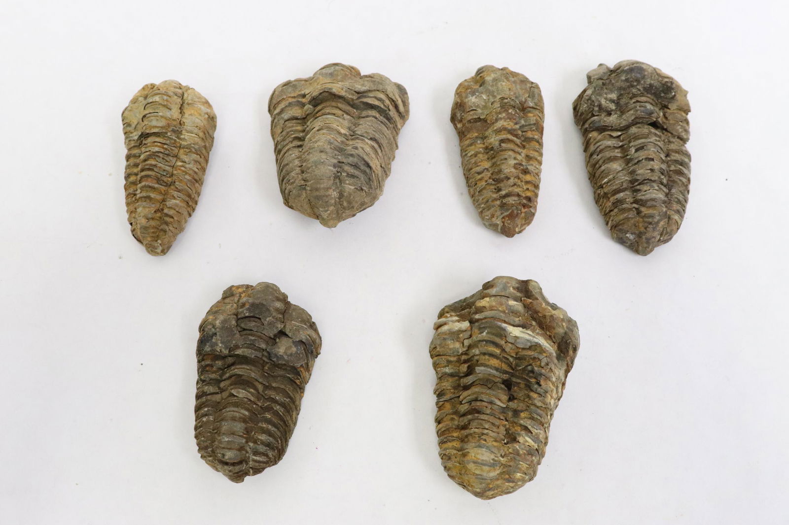 6 fossilized trilobites (1 of 9)