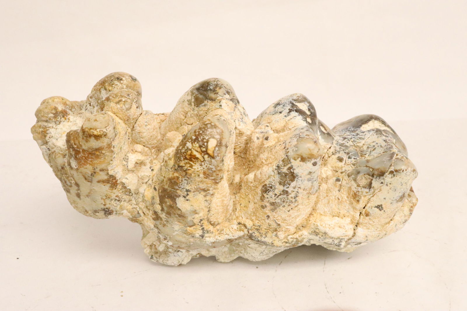 A fossil dinosaur teeth: A fossil dinosaur teeth, 6.75"L