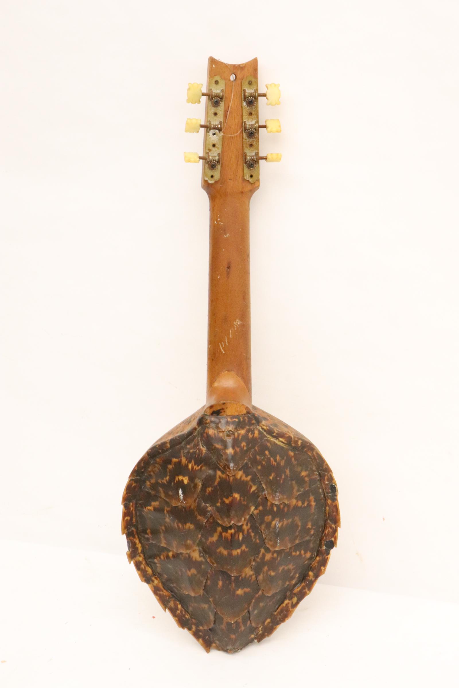 Music instrument with tortoise shell base: Music instrument with tortoise shell base, 25.3"x4"x9.4", NO INTERNATIONAL SHIPPING OF TORTOISE SHELL