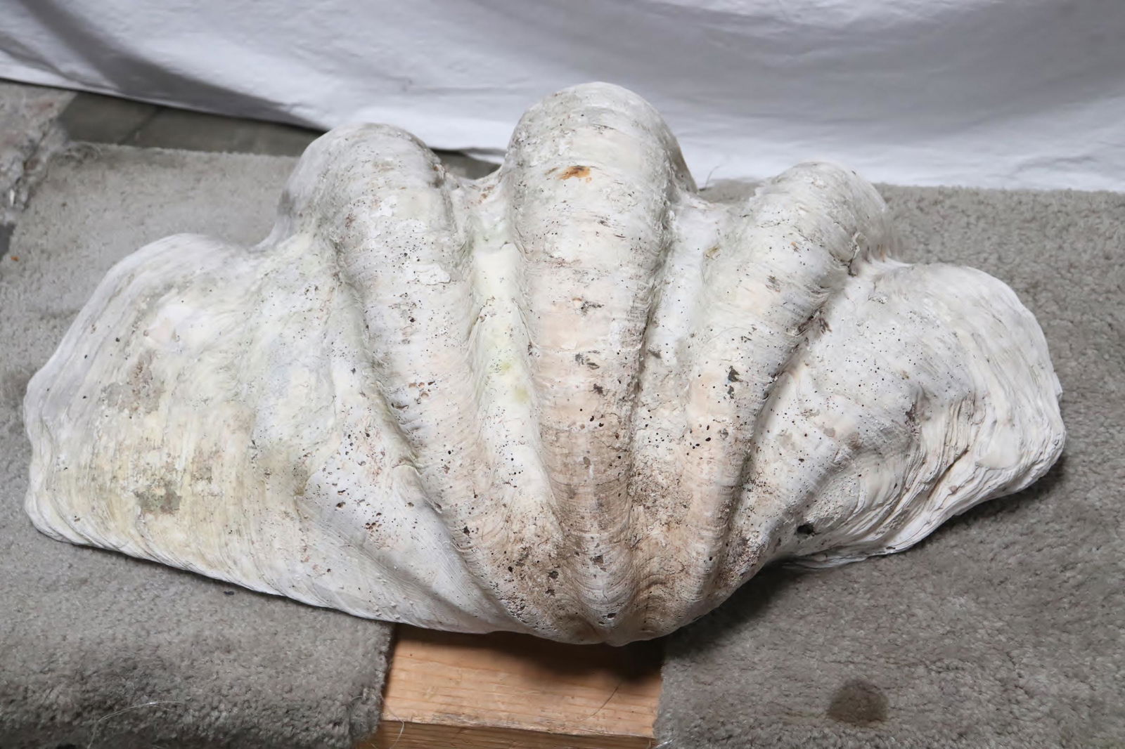 A giant clam shell (1 of 6)