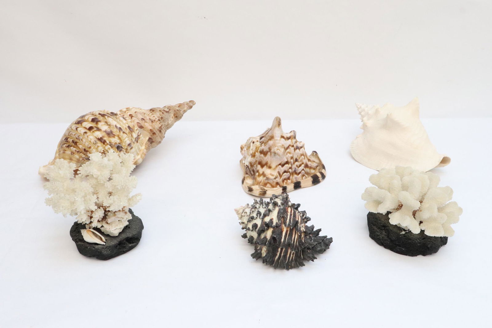 2 white coral trees and 4 large sea shells (1 of 9)