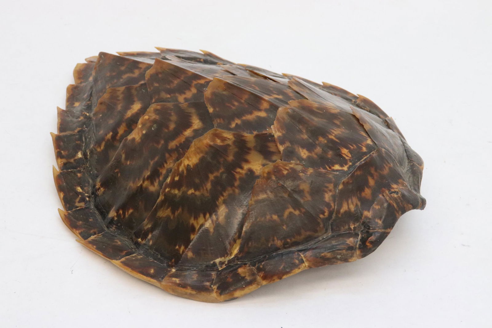 A genuine tortoise shell (1 of 7)