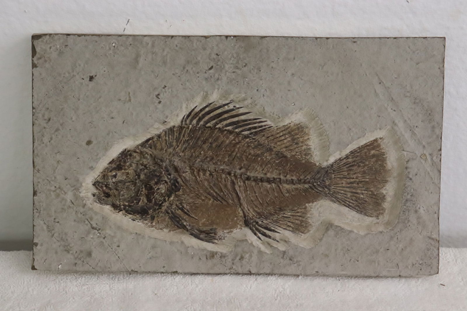 Large panel of fossilized fish (1 of 5)