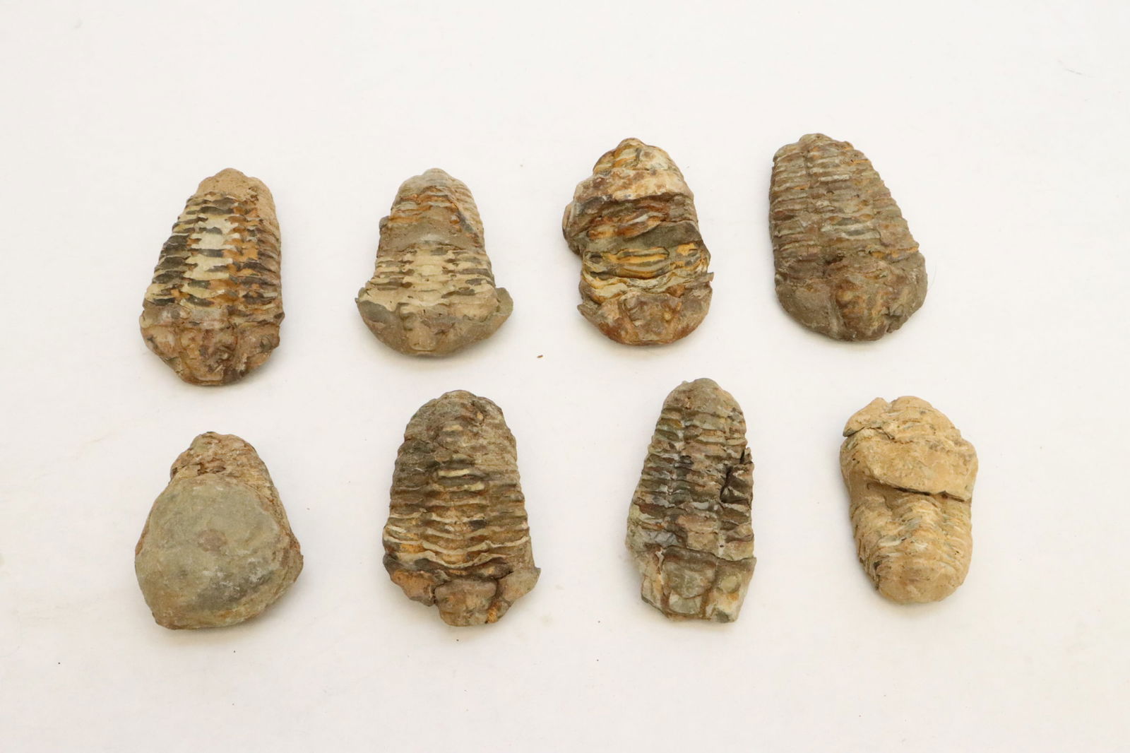 8 fossils: 8 fossils, 2.6"L - 3.45"L