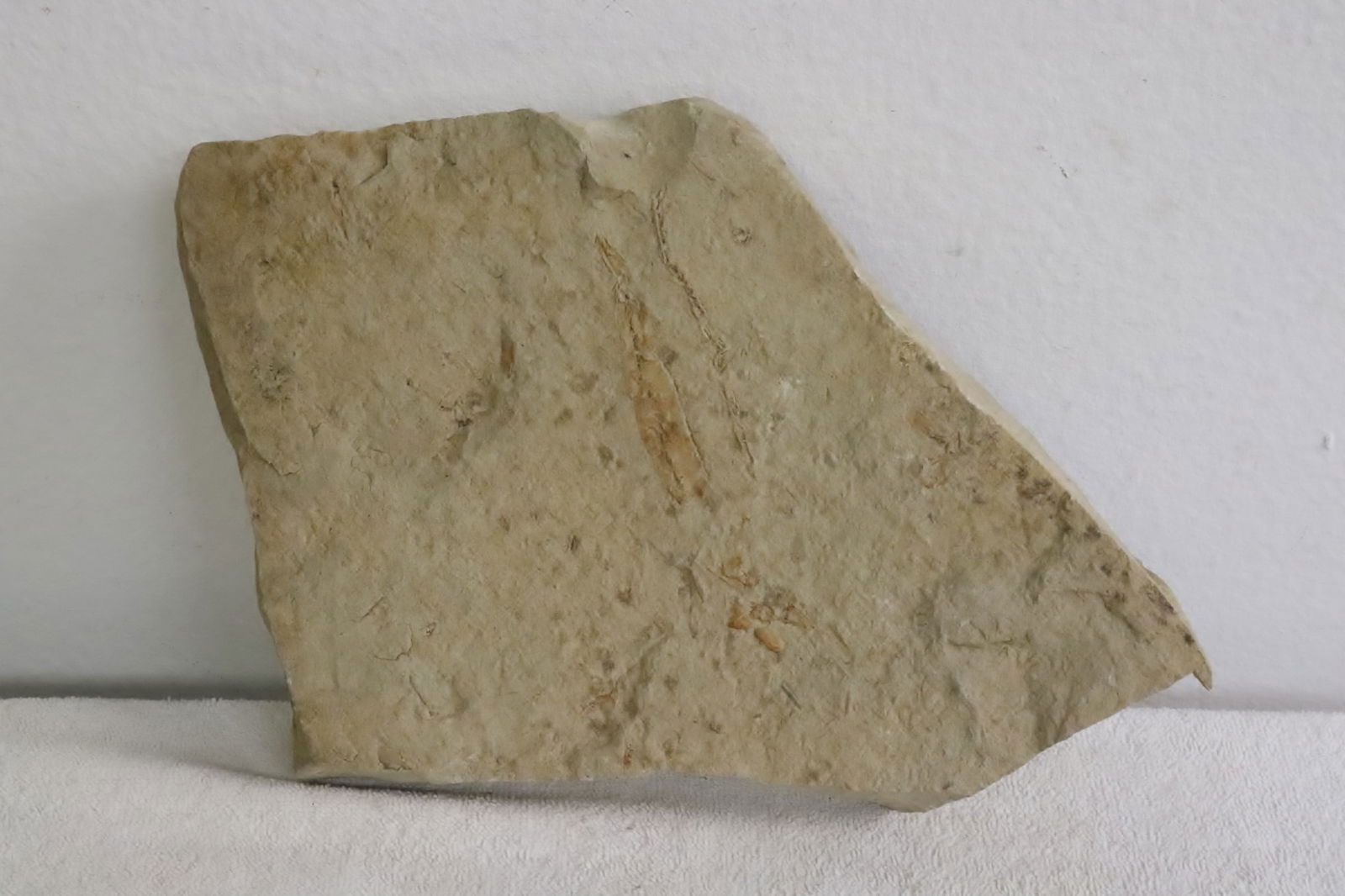 Stone plaque with fossil fish (1 of 3)