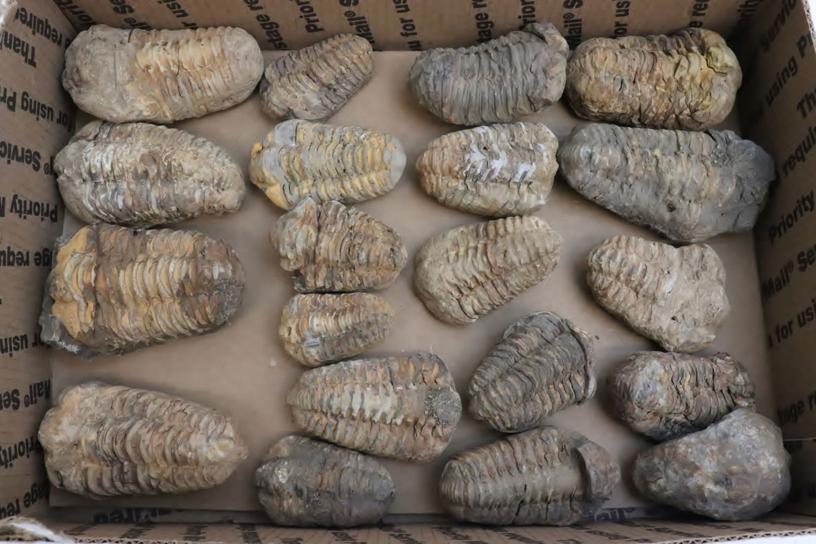 20 tribolite fossils: 20 tribolite fossils, 1.6"L - 3.15"L