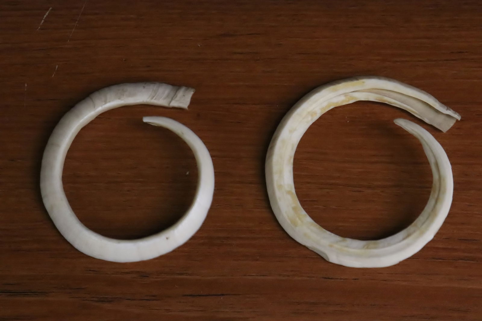 Pair wild boar tusks (1 of 5)