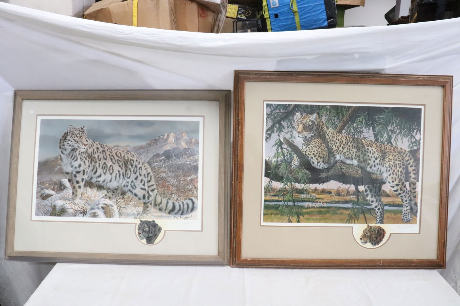 2 print in color "leopard" by Gary Swanson, signed (1 of 11)