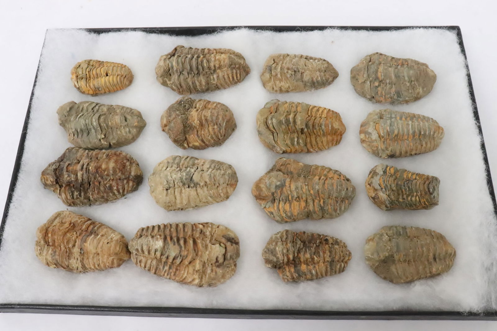 Box of fossilized trilobites (1 of 6)