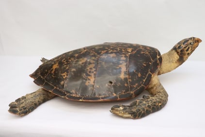 A massive tortoise shell, minor losses