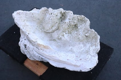 A massive clam shell