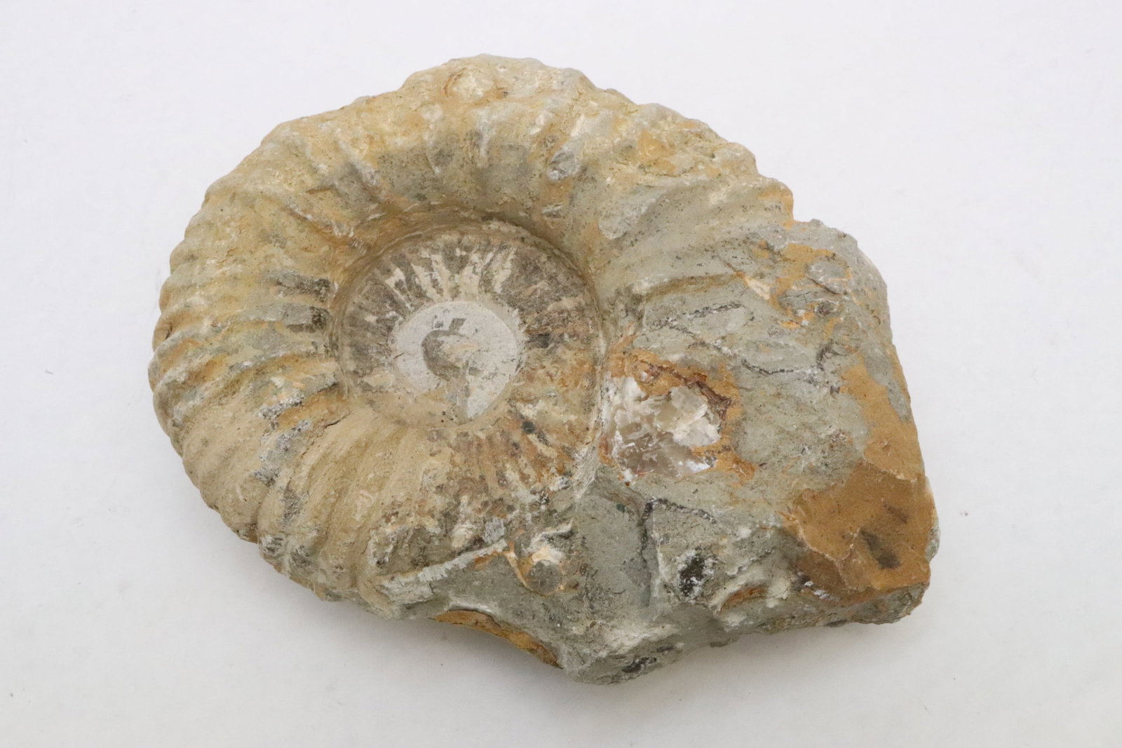 A fossil stone: A fossil stone, 2.85"x7.15"x5.65"