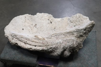 A massive seashell